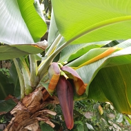 Banány ze skleníku