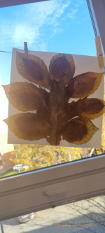 Foto obrazek-whatsapp-2025-11-14-v-114924-761_original.jpg