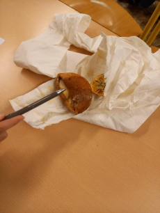 Fotogalerie Mumifikace pomeranče, foto č. 6