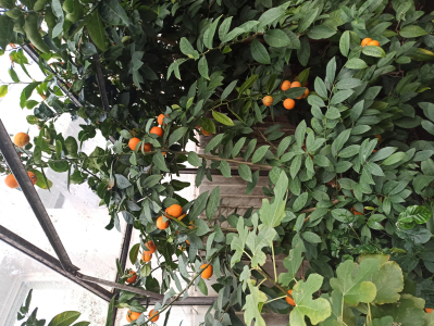 Fotogalerie Skleník plný života: práce žáků 7. ročníku přináší ovoce, foto č. 4