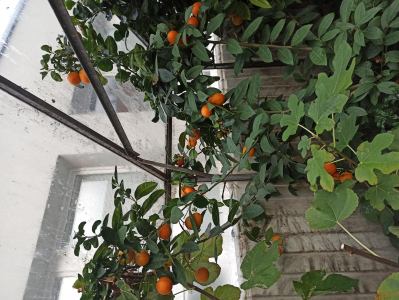 Fotogalerie Skleník plný života: práce žáků 7. ročníku přináší ovoce, foto č. 3