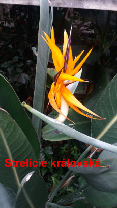 Fotogalerie Skleník plný života: práce žáků 7. ročníku přináší ovoce, foto č. 10