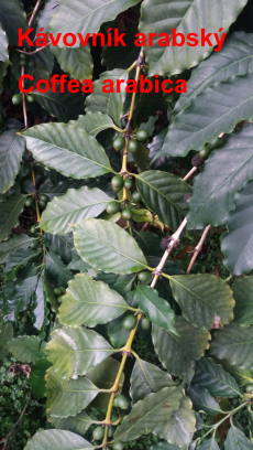 Fotogalerie Skleník plný života: práce žáků 7. ročníku přináší ovoce, foto č. 7