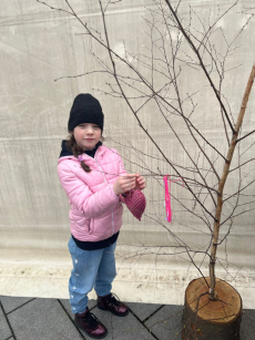 Fotogalerie Zdobení břízky na novojičínském náměstí, foto č. 1